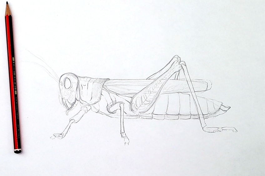 Easy Grasshopper Illustration 14