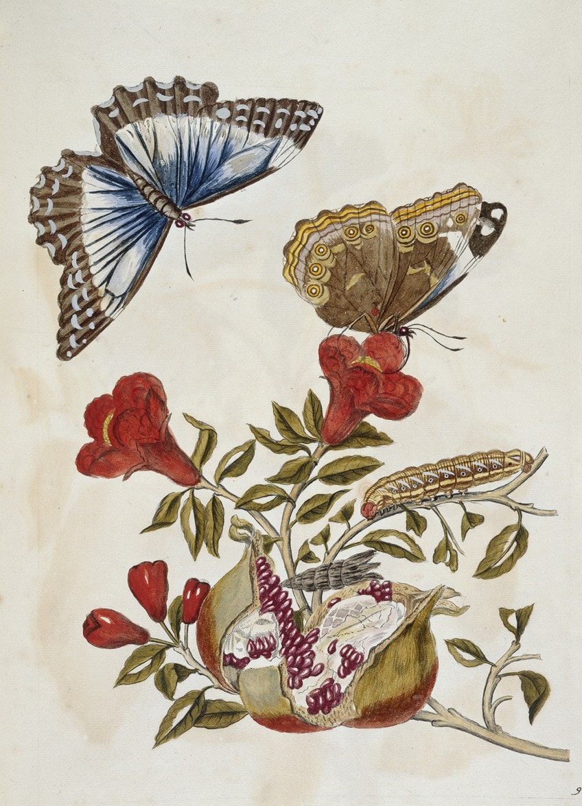 Famous Botanical Drawings