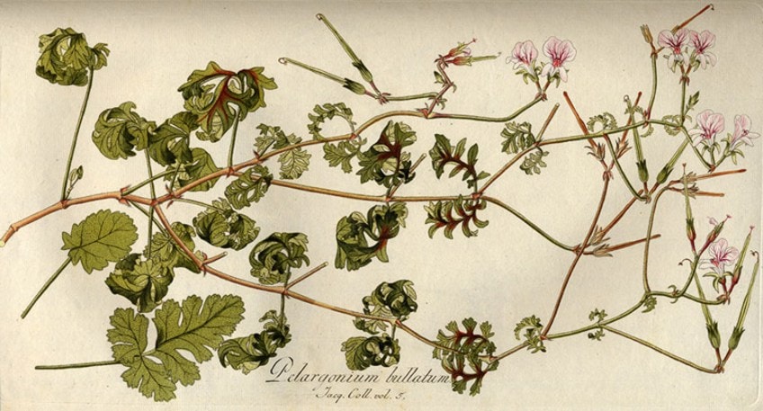 Famous Botanical Sketches