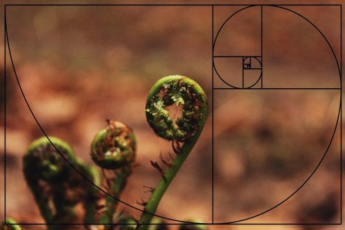 fibonacci sequence nature split ends