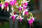 Fuchsia Color - 55 Shades, Color Meaning and Mixing Guide