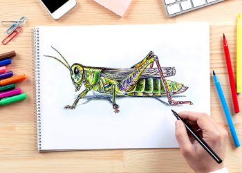 How to Draw a Grasshopper
