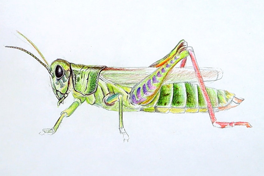 Make a Grasshopper Sketch 27