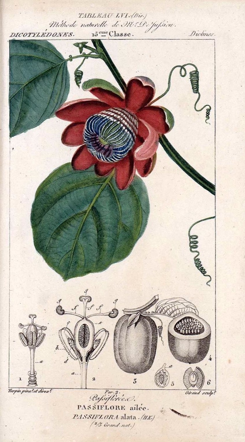 Scientific Botanical Illustration