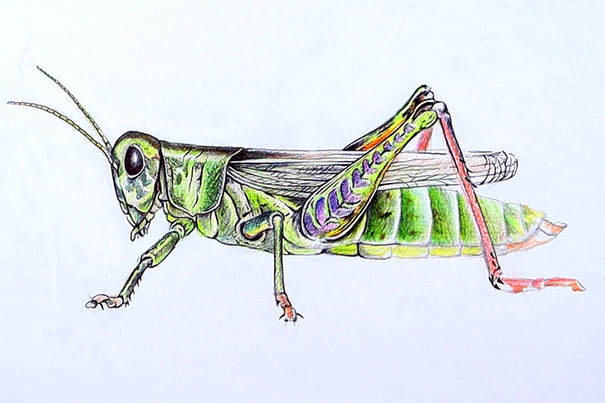 Step-by-Step Grasshopper Drawing 32