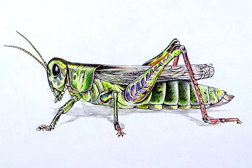 Step-by-Step Grasshopper Drawing 39