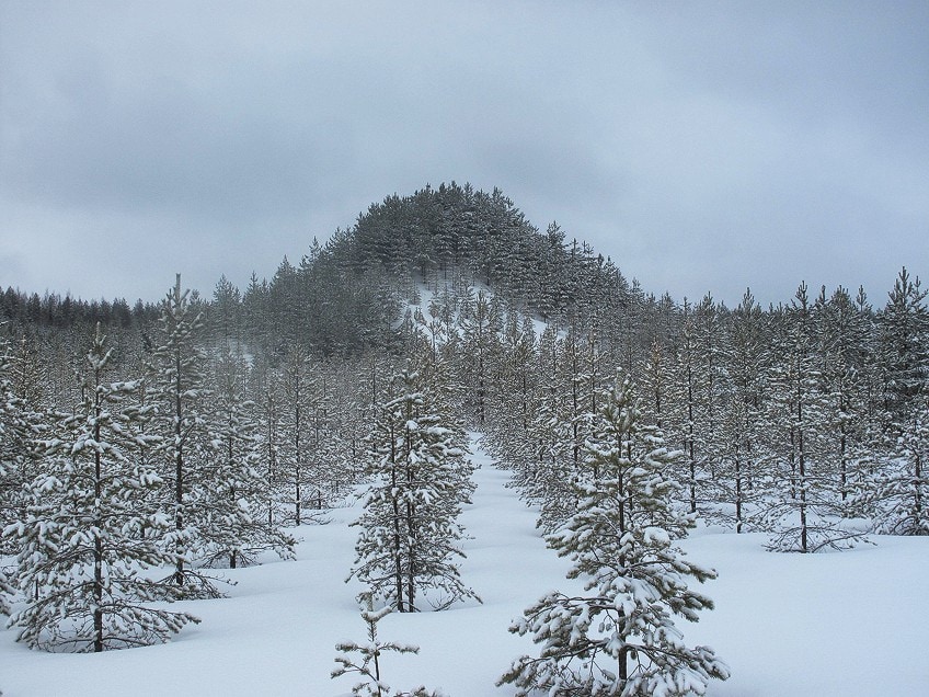 Women in Environmental Art