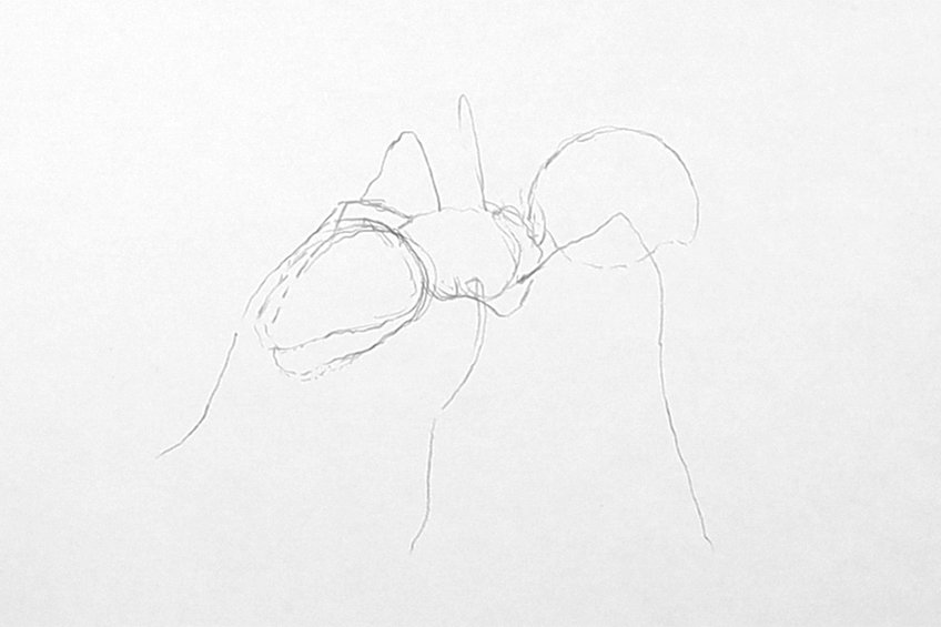 ant drawing 04
