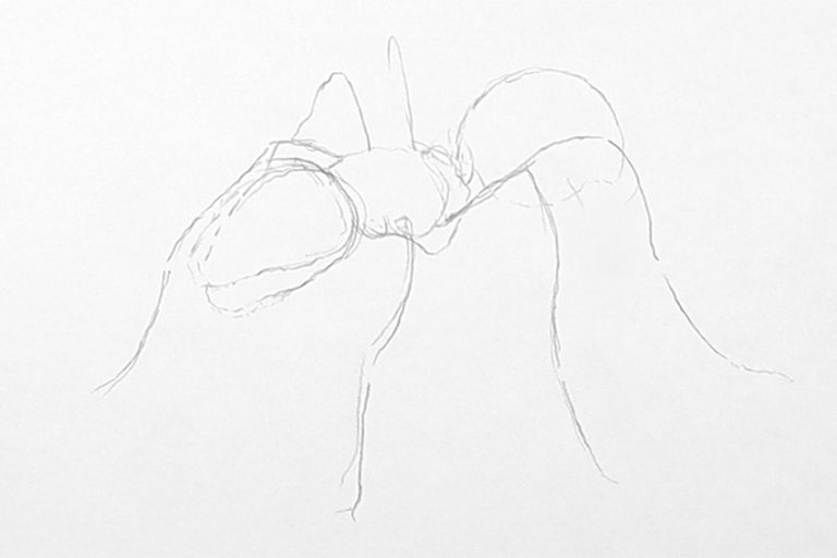 How to Draw an Ant – Ant Drawing Step-by-Step Tutorial