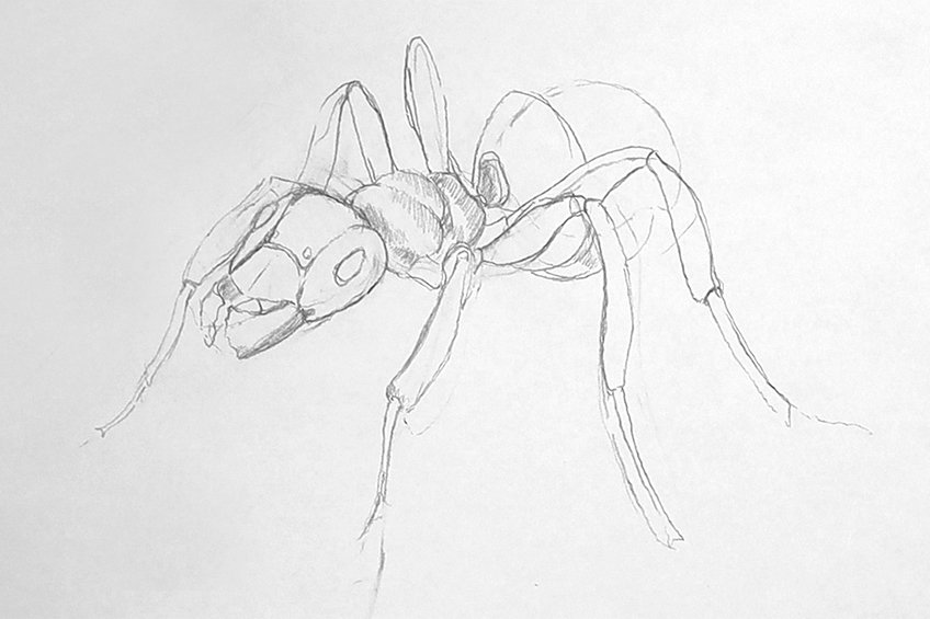 ant drawing 12
