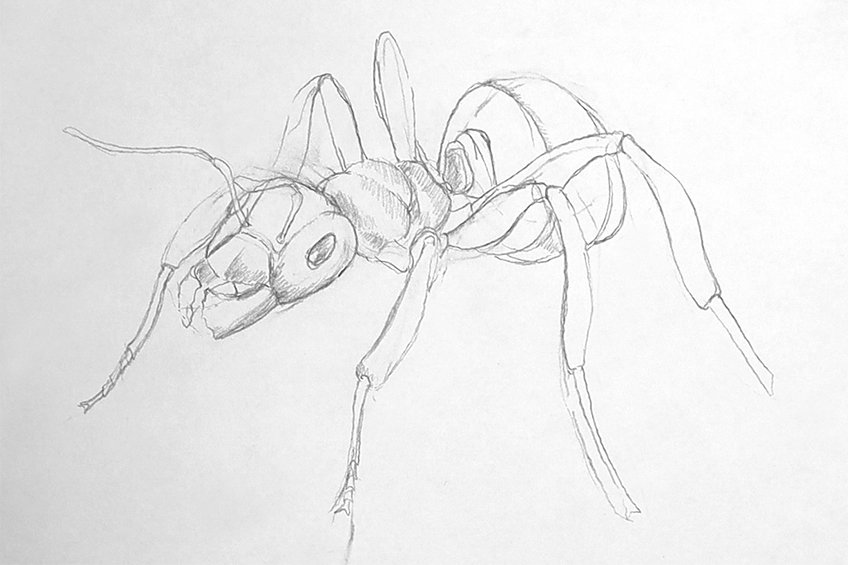 ant drawing 14