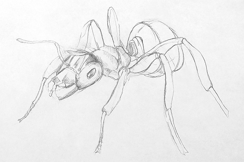 ant drawing 17