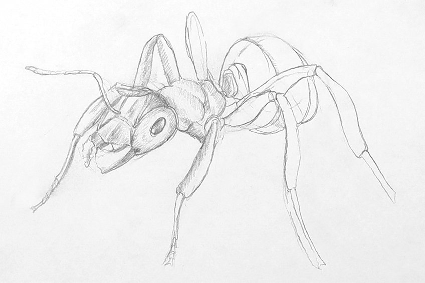 ant drawing 19
