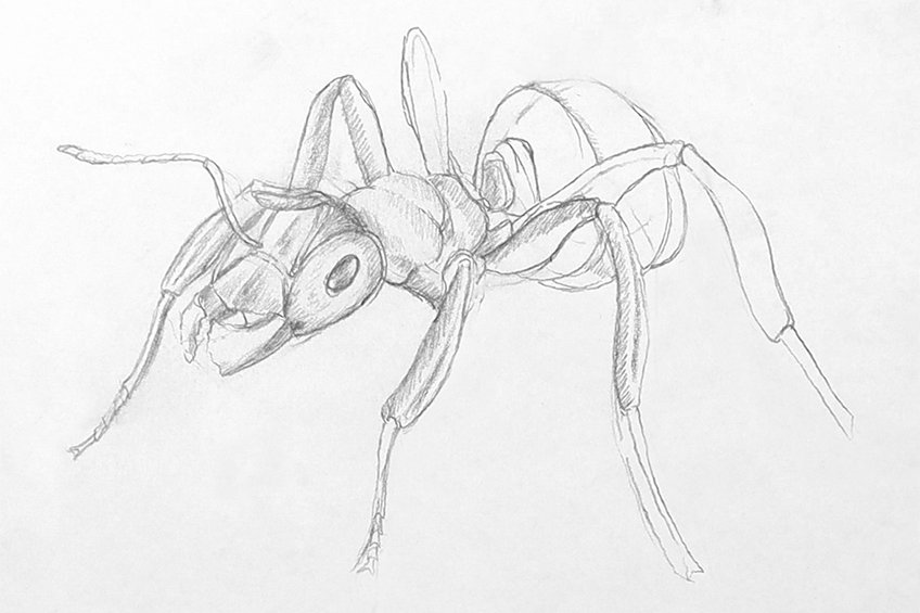 ant drawing 20