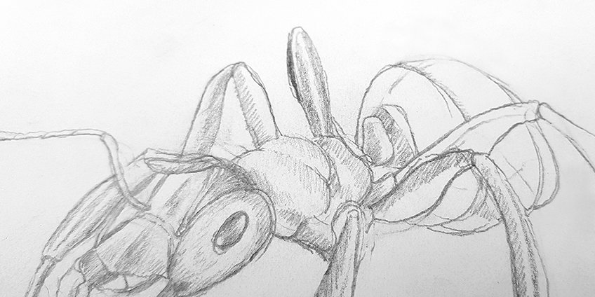 ant drawing 22