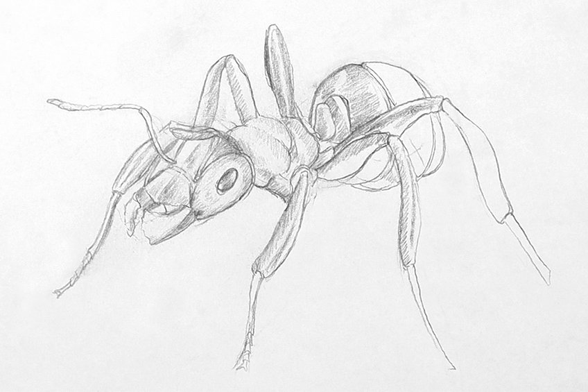 ant drawing 23