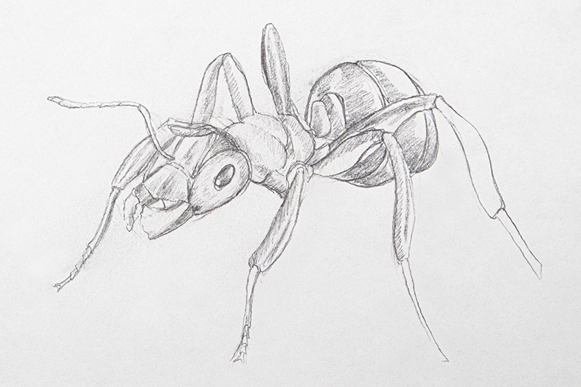 ant drawing 24