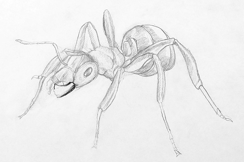 ant drawing 26