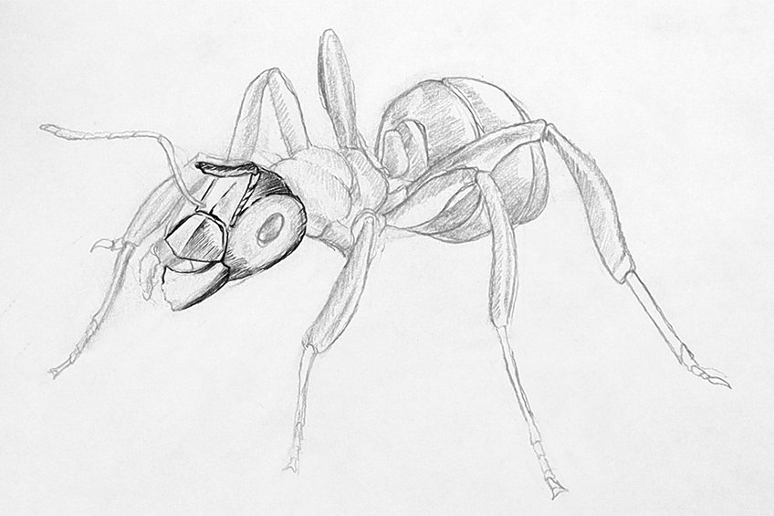 ant drawing 27