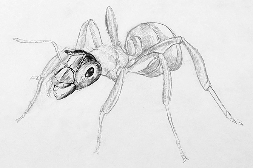 ant drawing 28