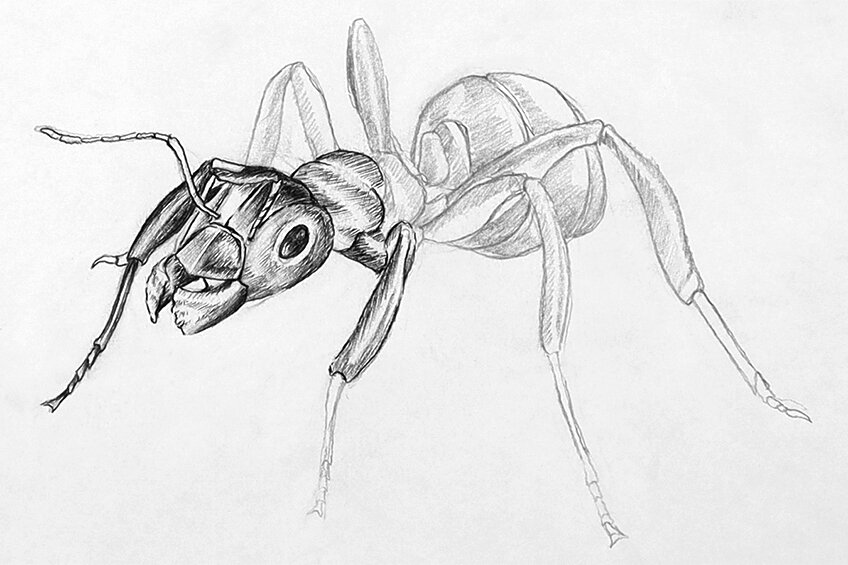 ant drawing 29