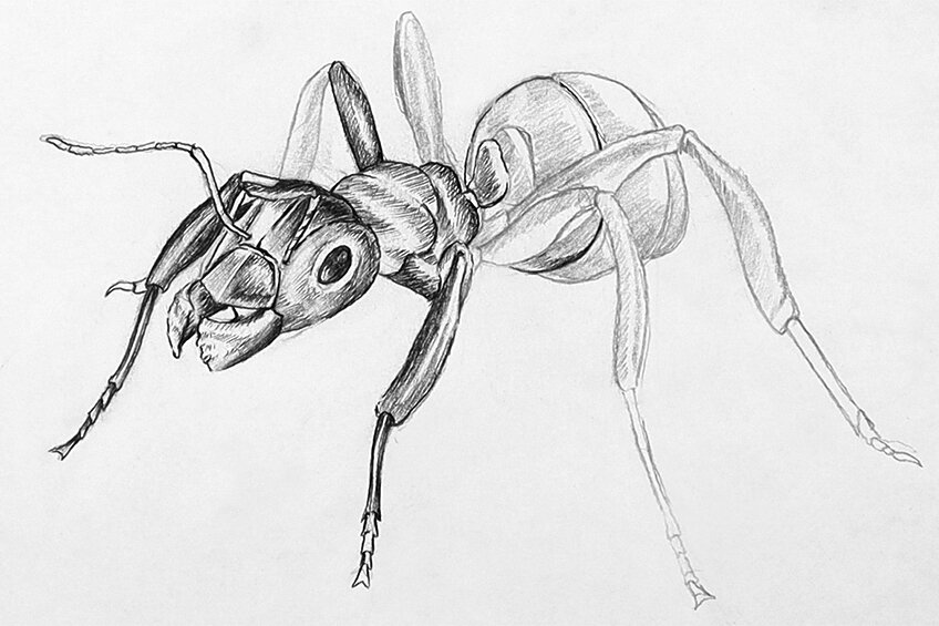 ant drawing 31