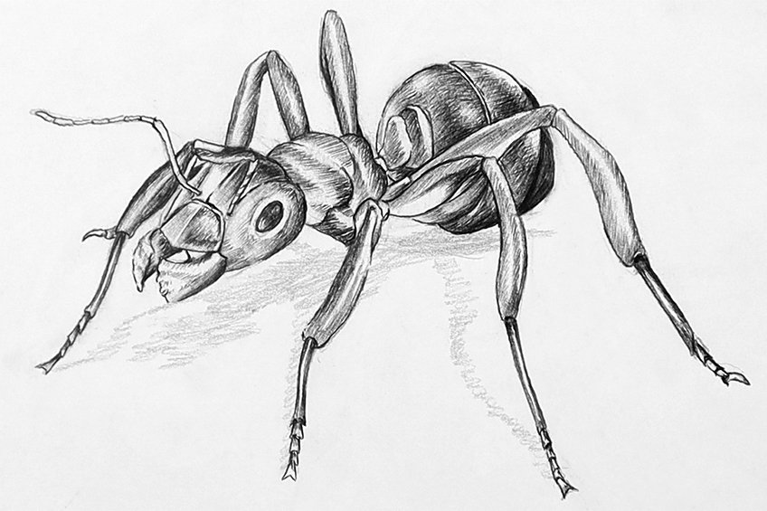 ant drawing