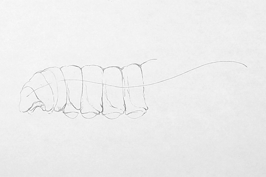 caterpillar drawing 03