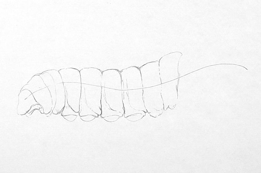 caterpillar drawing 04