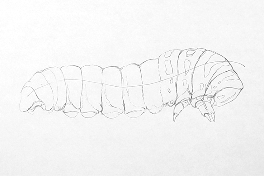 caterpillar drawing 08