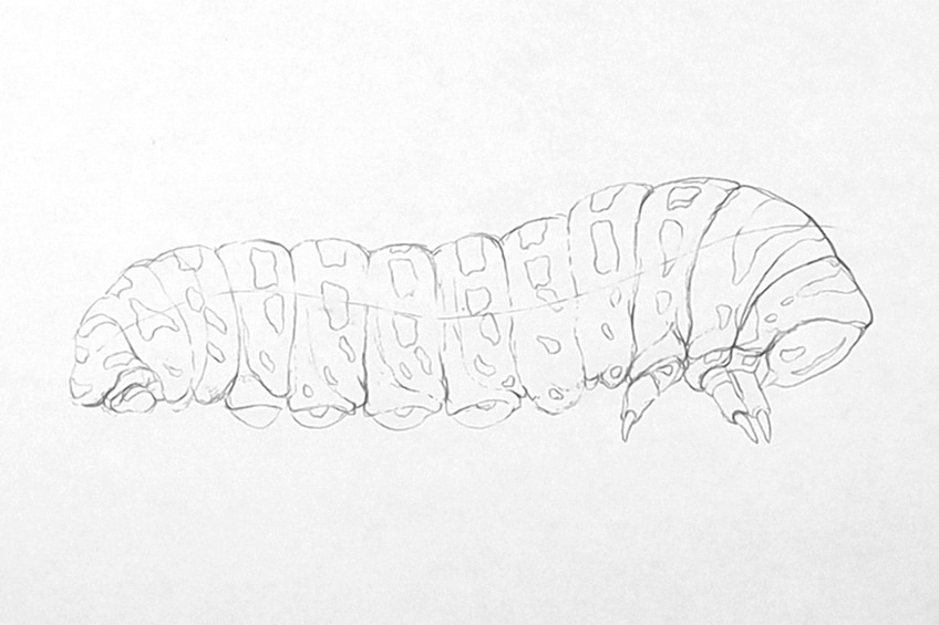 caterpillar drawing 10