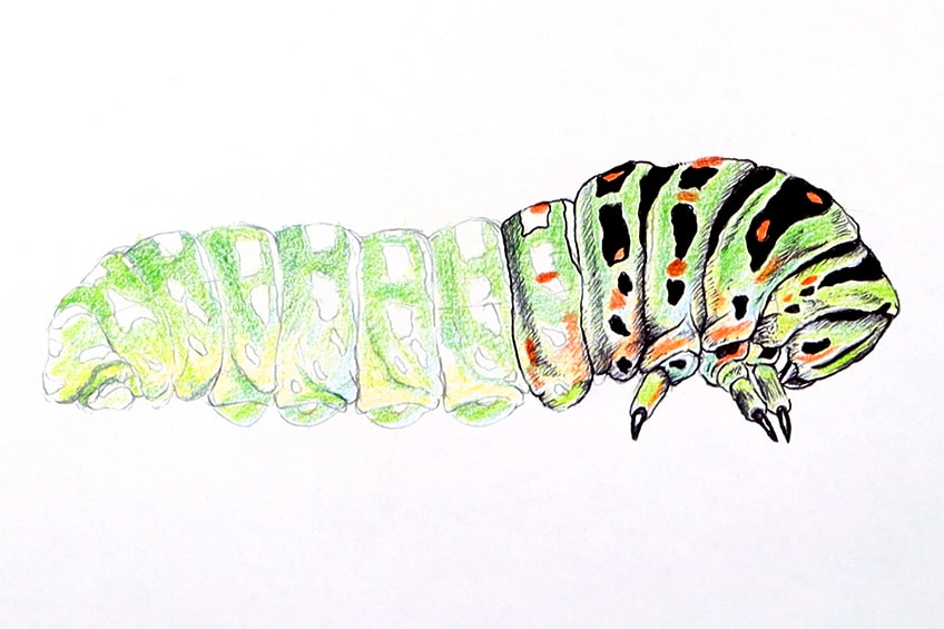 caterpillar sketch 22