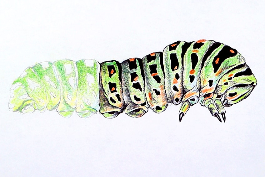 caterpillar sketch 25