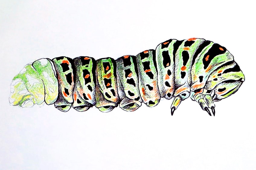 caterpillar sketch 27