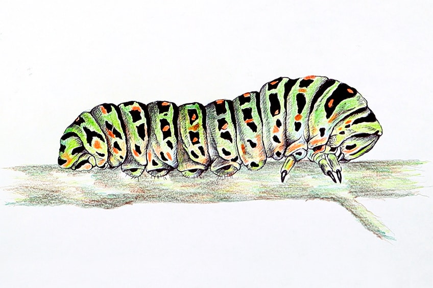 caterpillar sketch 34