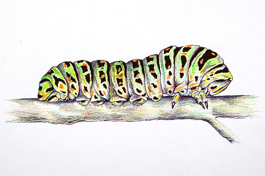 caterpillar sketch 35