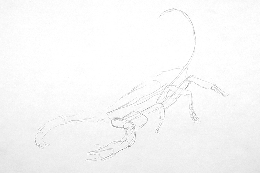 drawing a scorpion 02