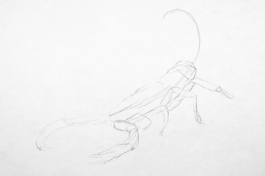 drawing a scorpion 03