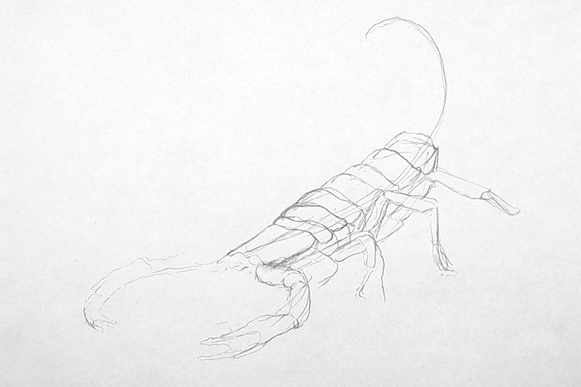 drawing a scorpion 04