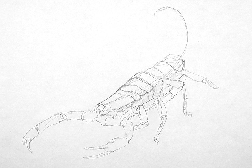 drawing a scorpion 06