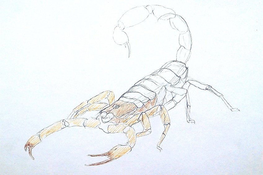 drawing a scorpion 08