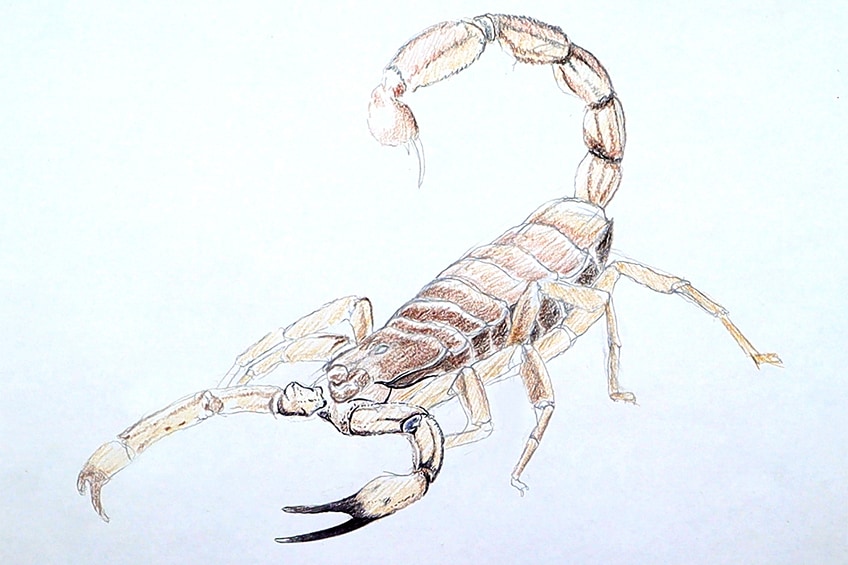 drawing a scorpion 11