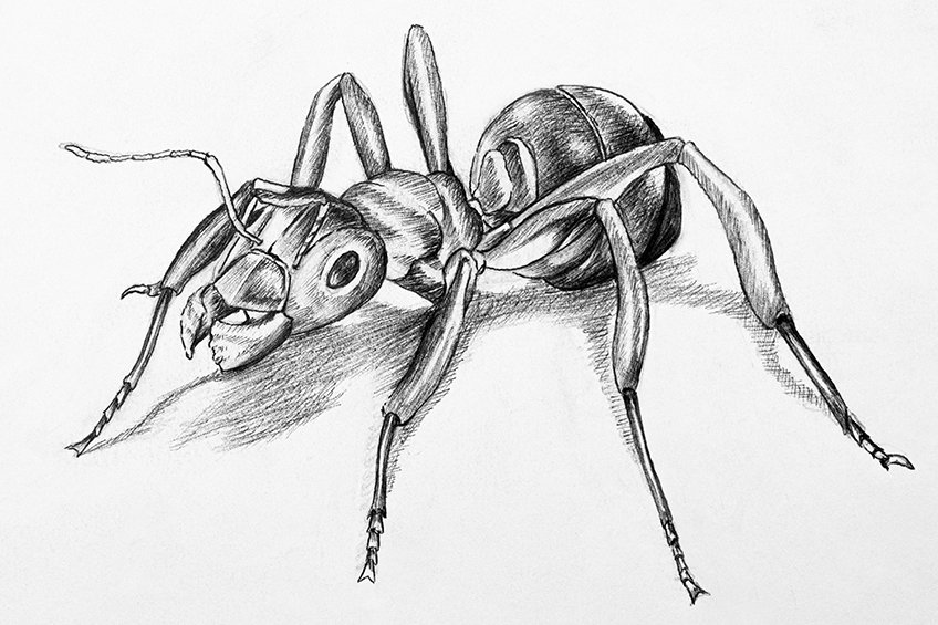easy ant drawing