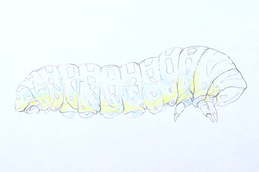 easy caterpillar drawing 12