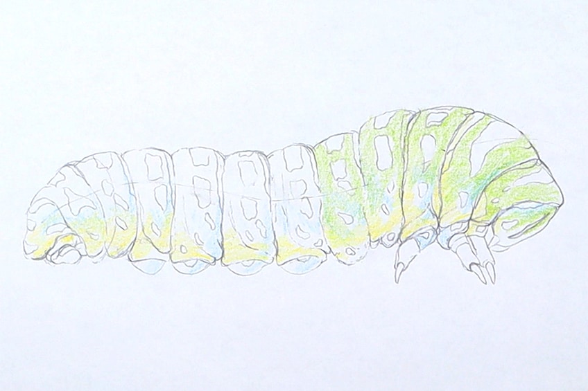 easy caterpillar drawing 14