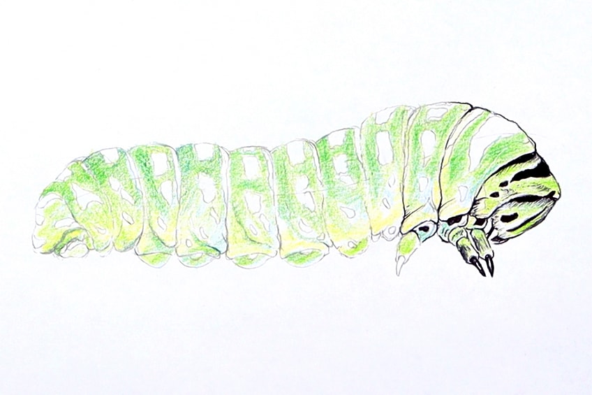 easy caterpillar drawing 19