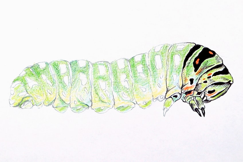 easy caterpillar drawing 20