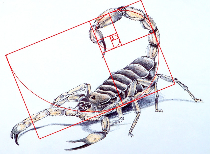 golden ratio composition 42