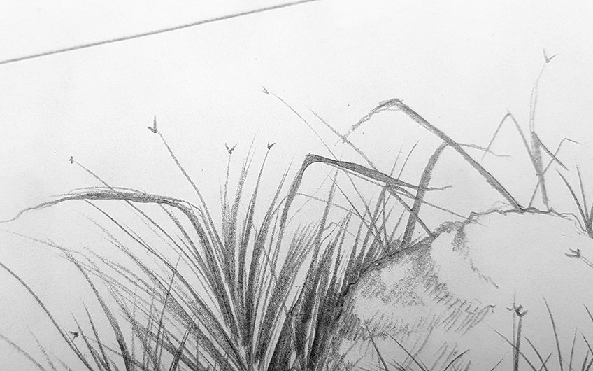 grass drawing 13