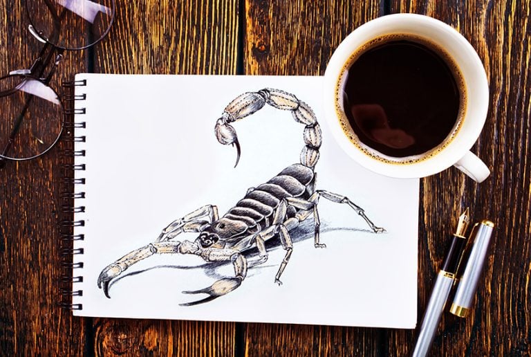 How to Draw a Scorpion – Easy Steps to Create a Realistic Drawing